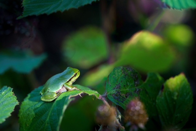 Foto: Piet van de Wiel auf Pixabay-min Frosch