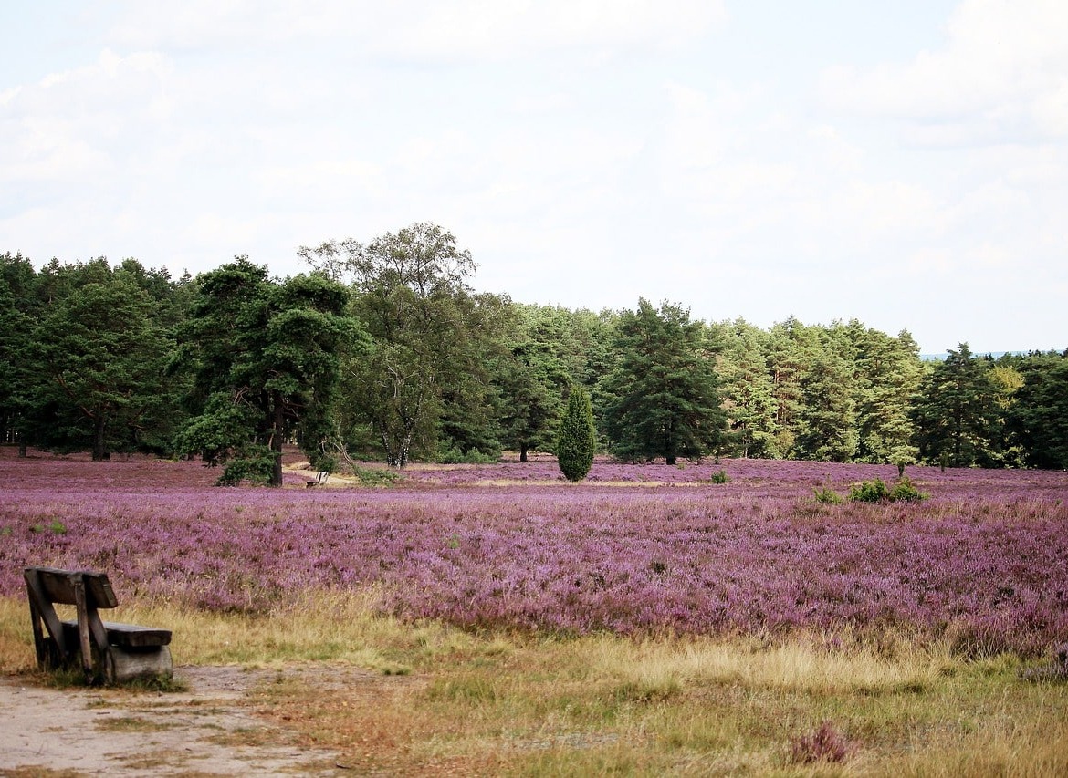 LüHeide Foto von Birgit Röhrs