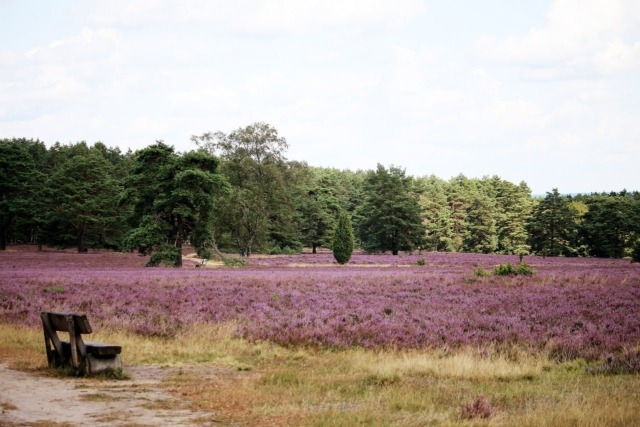 LüHeide Foto von Birgit Röhrs